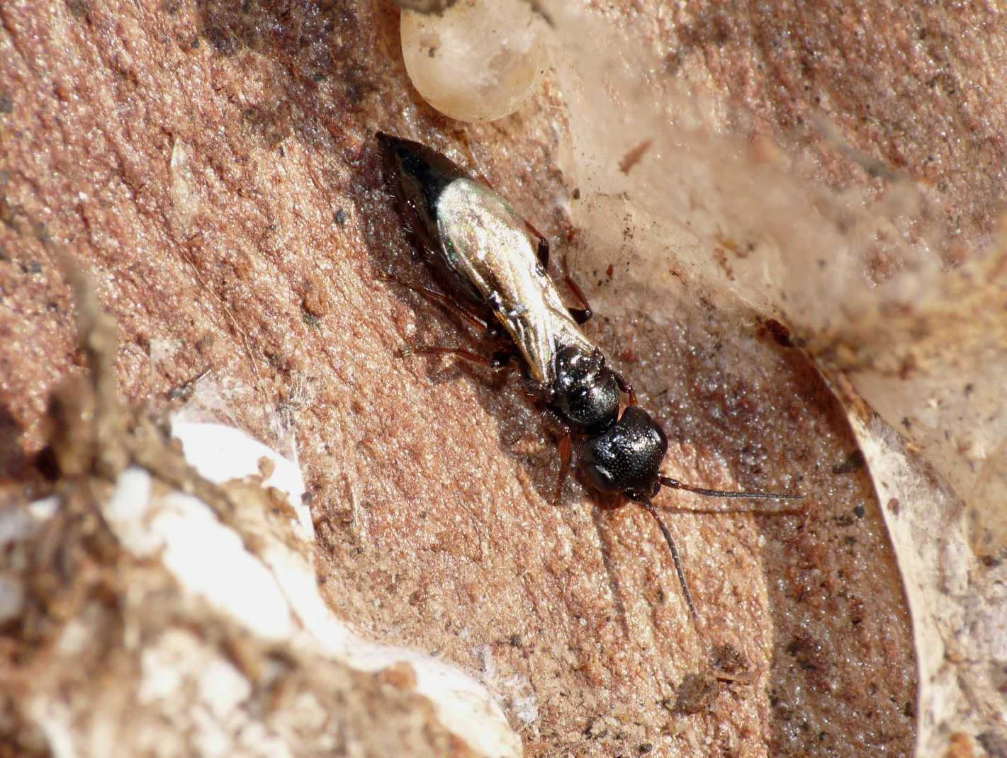 Bethilidae sotto corteccia di eucalipto